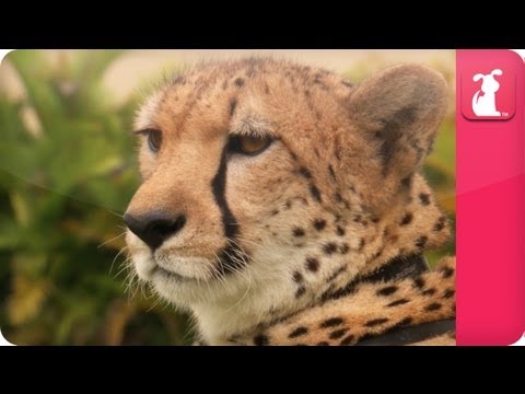 Bindi & Robert Irwin feature - Cheetahs (William) - Growing Up Wild - UCPIvT-zcQl2H0vabdXJGcpg