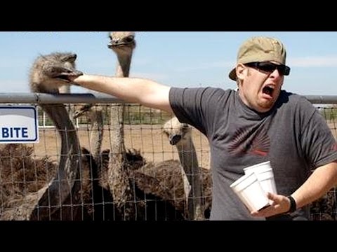 Nothing cheers you up more than funny animals - Funny animal compilation - UCKy3MG7_If9KlVuvw3rPMfw