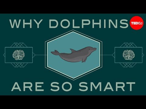 How smart are dolphins? - Lori Marino - UCsooa4yRKGN_zEE8iknghZA