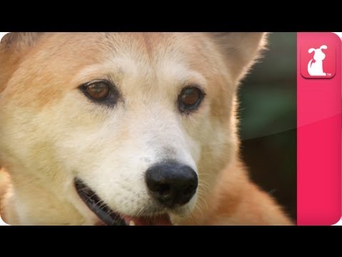 Bindi & Robert Irwin feature - Dingos - (Mia) Growing Up Wild. - UCPIvT-zcQl2H0vabdXJGcpg