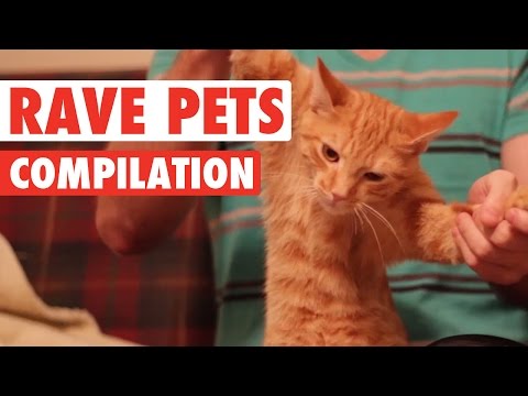 Rave Pets || Funny Pet Compilation - UCPIvT-zcQl2H0vabdXJGcpg