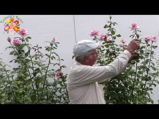 How to Cut Roses for a Vase