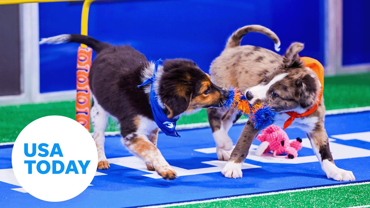 Puppy Bowl XIX: Meet the paw-sitively adorable, adoptable contestants | USA TODAY