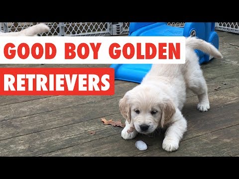 Good Boy Golden Retrievers | Funny Dog Video Compilation 2017 - UCPIvT-zcQl2H0vabdXJGcpg
