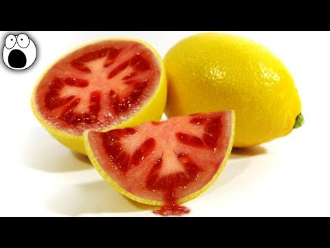 Top 15 STRANGEST Hybrid Fruits That Actually Exist - UCkQO3QsgTpNTsOw6ujimT5Q