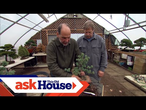 How to Create Bonsai from Regular Trees | Ask This Old House - UCUtWNBWbFL9We-cdXkiAuJA