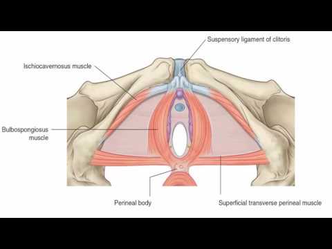 Anatomy 1 | C3 - L9 | Perineum - 2
