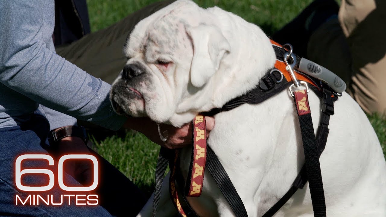 Dog receives essentially the same cancer treatment as a human | 60 Minutes