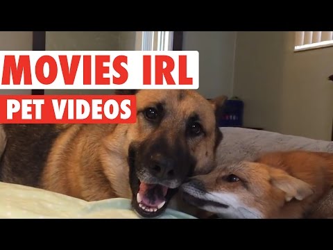 Funny Pet Movies IRL Compilation - UCPIvT-zcQl2H0vabdXJGcpg