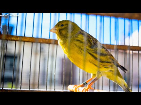 Kenari Anda akan segera bernyanyi - temui Tuan Enam! - Lagu Pelatihan Canary
