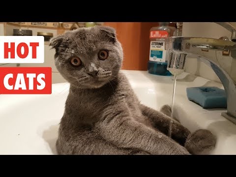 Hot Cats | Funny Cat Video Compilation 2017 - UCPIvT-zcQl2H0vabdXJGcpg