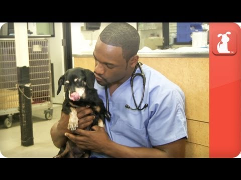 Hot Vet - When to Bring Your Pet to the Vet - UCPIvT-zcQl2H0vabdXJGcpg