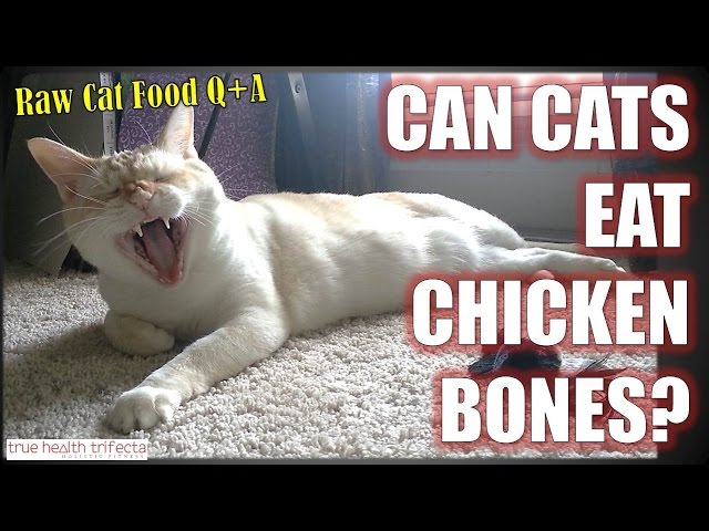 can-cats-eat-bones-the-answer-might-surprise-you-hayfarmguy