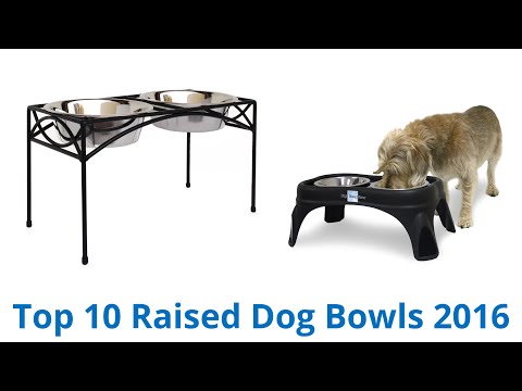 10 Best Raised Dog Bowls 2016 - UCXAHpX2xDhmjqtA-ANgsGmw