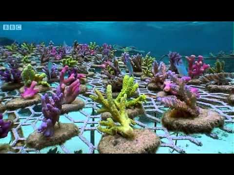 Coral Gardening - Benedict Cumberbatch narrates South Pacific - BBC - UCwmZiChSryoWQCZMIQezgTg