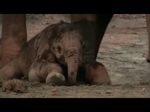 Elephant calf: Wildlife Specials: Elephant | Spy in the Herd - UCwmZiChSryoWQCZMIQezgTg