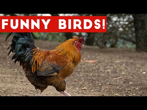 Funny Rooster & Bird Videos Weekly Compilation 2017 | Funny Pet Videos - UCYK1TyKyMxyDQU8c6zF8ltg