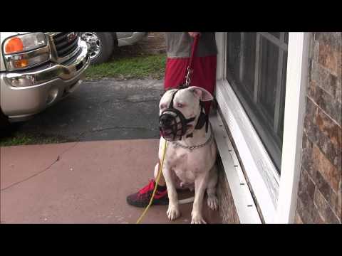 (Part 3)  Aggressive American Bulldog has lost his mind! RED ZONE DOG BITES THE MIAMI DOG WHISPERER - default
