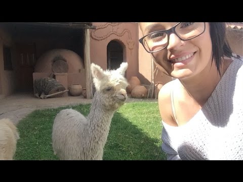 CONTIKI TRAVEL VLOG! White Water Rafting, Baby Llamas & Maccu Picchu in Peru - UCLFW3EKD2My9swWH4eTLaYw