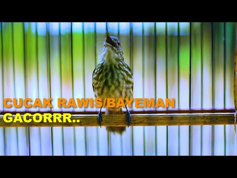 CUCAK RAWIS/BAYEMAN GACORRR SORE HARI