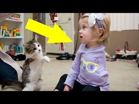 When You See Who Adopted This 3 Legged Kitten, You Will Cry ! - UCOaD4JxNYk29LHbHTOx3SQA