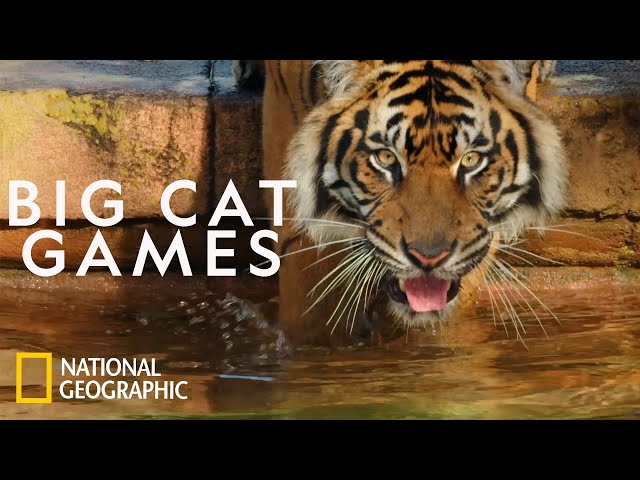 Where Does The Sunda Tiger Live? - To Get Ideas