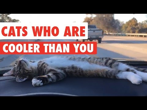 Cats Who Are Cooler Than You Video Compilation 2016 - UCPIvT-zcQl2H0vabdXJGcpg