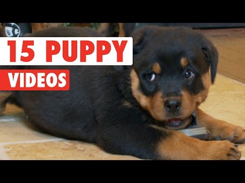15 Funny Puppies Video Compilation 2016 - UCPIvT-zcQl2H0vabdXJGcpg