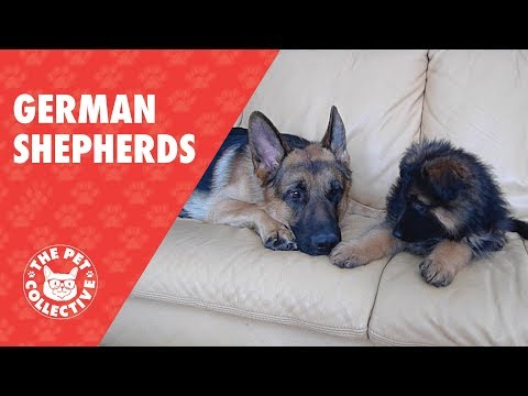 Breed All About It: German Shepherds - UCPIvT-zcQl2H0vabdXJGcpg