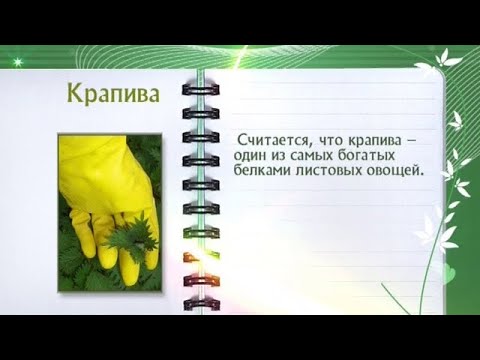 Кулинарная энциклопедия - Крапива - UC7XBjhXnmmXFsxmnys9PmDQ