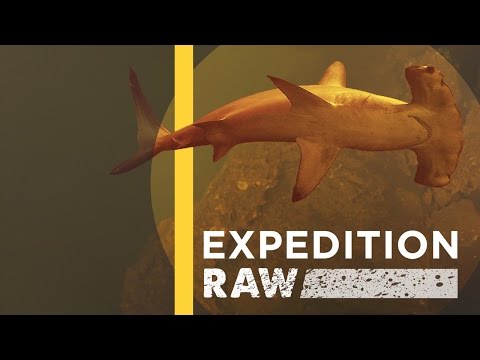 Sharks Discovered Inside Underwater Volcano (EXCLUSIVE VIDEO) | Expedition Raw - UCpVm7bg6pXKo1Pr6k5kxG9A