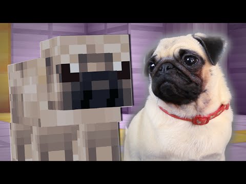 PUGS PLAY MINECRAFT - UCS5Oz6CHmeoF7vSad0qqXfw