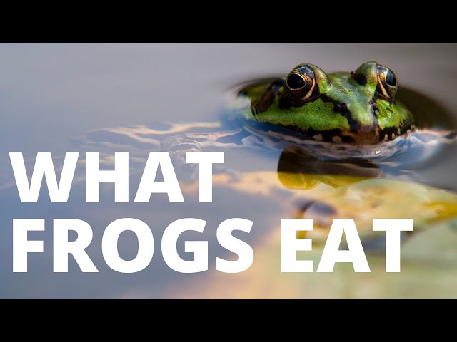 Frogs Are Omnivores: What Does That Mean for Their Diet?