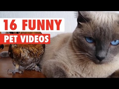 16 Funny Pet Video Compilation 2016 - UCPIvT-zcQl2H0vabdXJGcpg