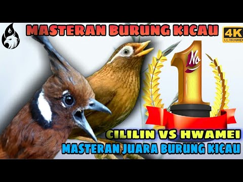 Cililin Gacor Jernih vs Wambi / Hwamei Gacor _ Masteran Burung Kicau