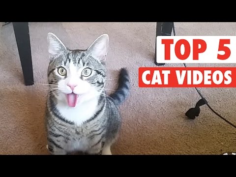 Top 5 Cat Videos || Jan 1, 2016 - UCPIvT-zcQl2H0vabdXJGcpg