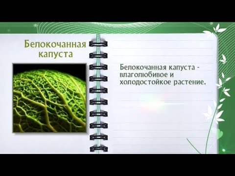 Кулинарная энциклопедия - Белокочанная капуста - Часть 1 - UC7XBjhXnmmXFsxmnys9PmDQ