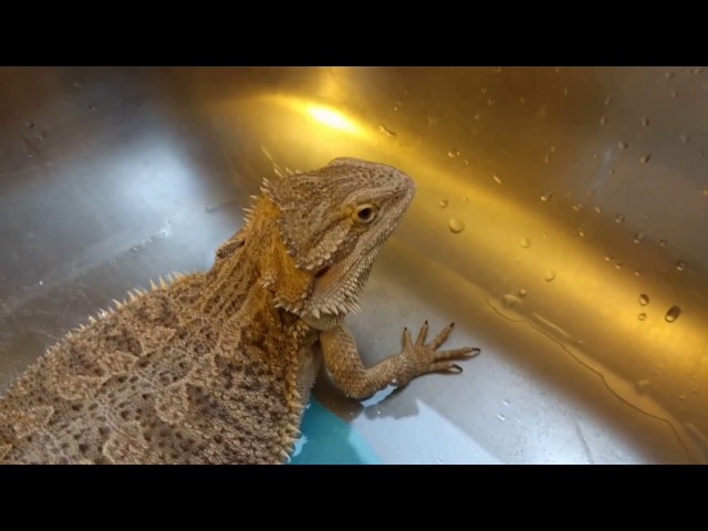 Why Is My Bearded Dragon Not Shedding?
