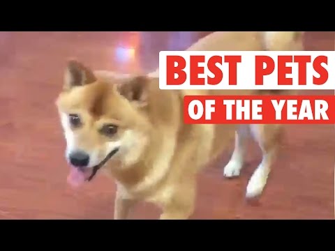 Ultimate Pet Videos of the Year Part 2 || 2015 - UCPIvT-zcQl2H0vabdXJGcpg