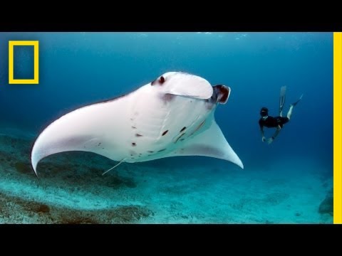 National Geographic Live! - Andrea Marshall: Queen of the Manta Rays - UCpVm7bg6pXKo1Pr6k5kxG9A