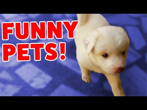 PUPPY DOG HIDES UNDER STUFFED ANIMALS & MORE Funny Video Compilation of 2016 | Funny Pet Videos - UCYK1TyKyMxyDQU8c6zF8ltg