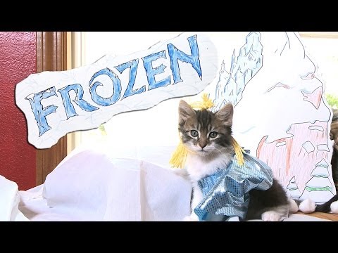 Disney's Frozen (Cute Kitten Version) - UCPIvT-zcQl2H0vabdXJGcpg