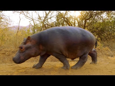 Two Orphan Hippos Are Hand Raised | BBC Earth - UCwmZiChSryoWQCZMIQezgTg