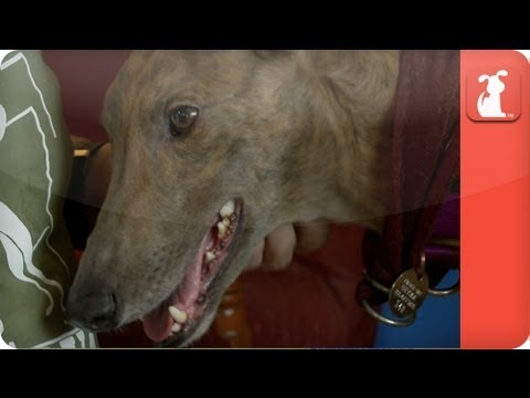 I love my Three legged Greyhound - My Forever Home - UCPIvT-zcQl2H0vabdXJGcpg