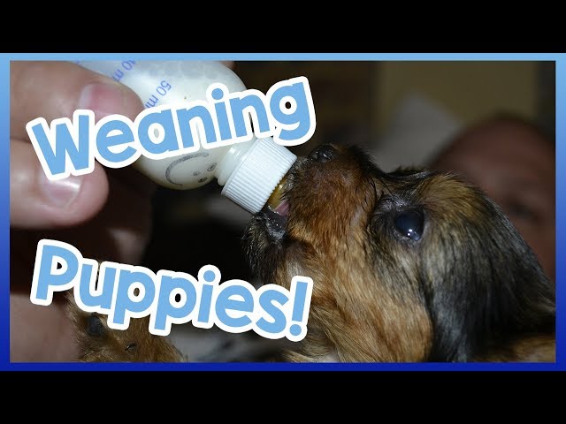 when-can-puppies-start-eating-puppy-food-transformedbyfood