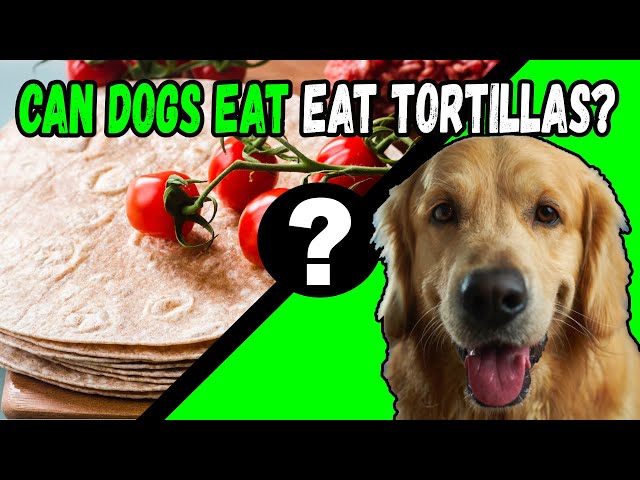 can-dogs-eat-tortillas