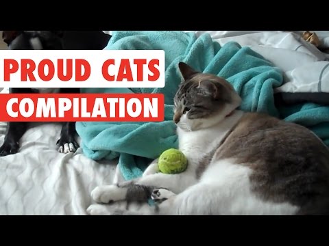 Proud Cats Video Compilation 2017 - UCPIvT-zcQl2H0vabdXJGcpg