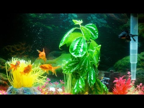 Does Your Fish Tank Need an Air Pump? | Aquarium Care - UCSpVHeDGr9UbREhRca0qwsA