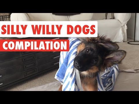 Silly Willy Dogs Video Compilation 2016 - UCPIvT-zcQl2H0vabdXJGcpg