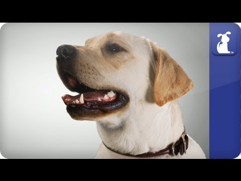 Doglopedia - Labrador Retriever - UCPIvT-zcQl2H0vabdXJGcpg